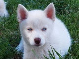 2 chiots Pomsky F3 à vendre non LOF mâle et femelle d'avril 2026