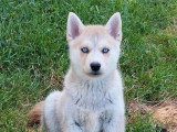 2 chiots Pomsky F3 à vendre non LOF mâle et femelle d'avril 2026