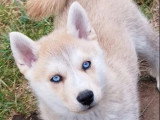 2 chiots Pomsky F3 à vendre non LOF mâle et femelle d'avril 2026