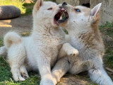 2 chiots Pomsky F3 à vendre non LOF mâle et femelle d'avril 2026