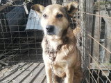 Springa, chienne de Roumanie à adopter en association