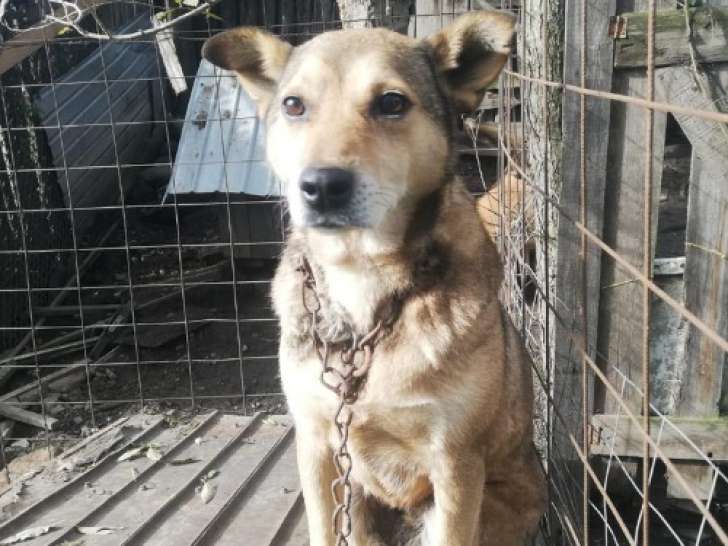 Springa, chienne de Roumanie à adopter en association