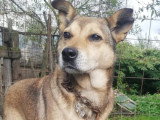 Springa, chienne de Roumanie à adopter en association