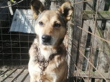 Springa, chienne de Roumanie à adopter en association