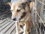 Springa, chienne de Roumanie à adopter en association