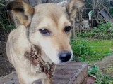 Springa, chienne de Roumanie à adopter en association