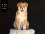 4 chiots mâles Berger Australien LOF nés en mars 2026 à vendre