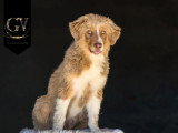 4 chiots mâles Berger Australien LOF nés en mars 2026 à vendre