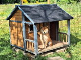 Shiba Inu mâle fauve LOF né en septembre 2023 disponible pour saillie