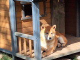 Shiba Inu mâle fauve LOF né en septembre 2023 disponible pour saillie