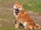 Shiba Inu mâle fauve LOF né en septembre 2023 disponible pour saillie