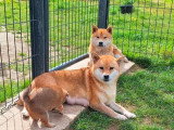 Shiba Inu mâle fauve LOF né en septembre 2023 disponible pour saillie