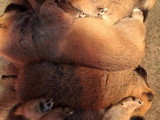 Shiba Inu mâle fauve LOF né en septembre 2023 disponible pour saillie