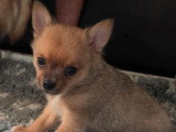 2 chiots Pomchi mâles à réserver non LOF nés en juin 2026
