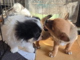 2 chiots Pomchi mâles à réserver non LOF nés en juin 2026