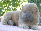 Deux chiots Chow Chow mâles LOF nés en mai 2026 en vente