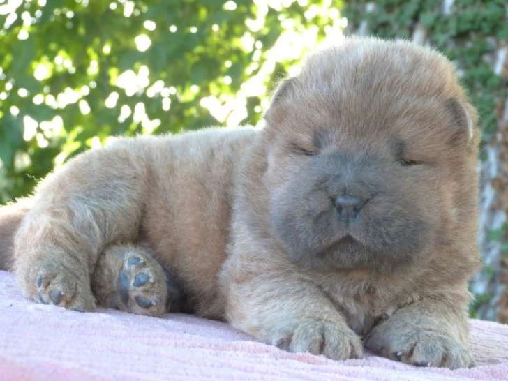 Deux chiots Chow Chow mâles LOF nés en mai 2026 en vente