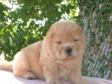 Deux chiots Chow Chow mâles LOF nés en mai 2026 en vente