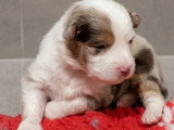 4 chiots mâles Berger Américain Miniature à réserver LOF nés juin 2026