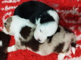 4 chiots mâles Berger Américain Miniature à réserver LOF nés juin 2026