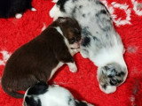 4 chiots mâles Berger Américain Miniature à réserver LOF nés juin 2026