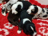 4 chiots mâles Berger Américain Miniature à réserver LOF nés juin 2026
