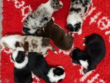 4 chiots mâles Berger Américain Miniature à réserver LOF nés juin 2026