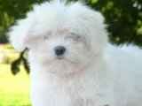 1 mâle et 1 femelle Bichon Maltais LOF de mars 2026  en vente