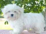 1 mâle et 1 femelle Bichon Maltais LOF de mars 2026 en vente