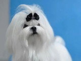 1 mâle et 1 femelle Bichon Maltais LOF de mars 2026 en vente
