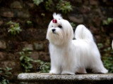 1 mâle et 1 femelle Bichon Maltais LOF de mars 2026 en vente