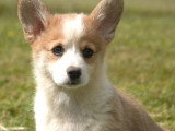 Vente de 5 chiots Welsh Corgi Pembroke non LOF nés en avril 2026