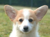 Vente de 5 chiots Welsh Corgi Pembroke non LOF nés en avril 2026