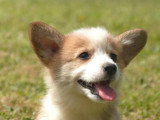 Vente de 5 chiots Welsh Corgi Pembroke non LOF nés en avril 2026