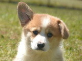 Vente de 5 chiots Welsh Corgi Pembroke non LOF nés en avril 2026