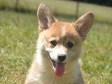 Vente de 5 chiots Welsh Corgi Pembroke non LOF nés en avril 2026