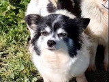 Chienne Chihuahua LOF de 5 ans à vendre fauve