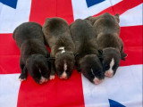 5 chiots Staffordshire Bull Terrier LOF noirs bringés à réserver