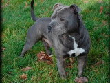 5 chiots Staffordshire Bull Terrier LOF noirs bringés à réserver