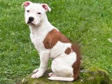 5 chiots Staffordshire Bull Terrier LOF noirs bringés à réserver