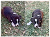 4 Femelles Staffordshire Bull Terrier LOF noirs bringés à réserver