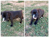 4 Femelles Staffordshire Bull Terrier LOF noirs bringés à réserver