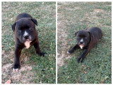 4 Femelles Staffordshire Bull Terrier LOF noirs bringés à réserver