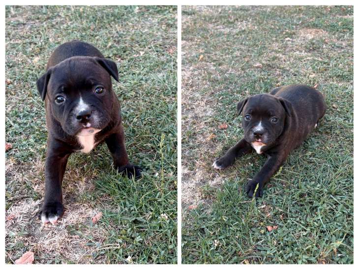 4 Femelles Staffordshire Bull Terrier LOF noirs bringés à réserver