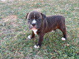 4 Femelles Staffordshire Bull Terrier LOF noirs bringés à réserver