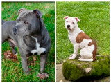 4 Femelles Staffordshire Bull Terrier LOF noirs bringés à réserver
