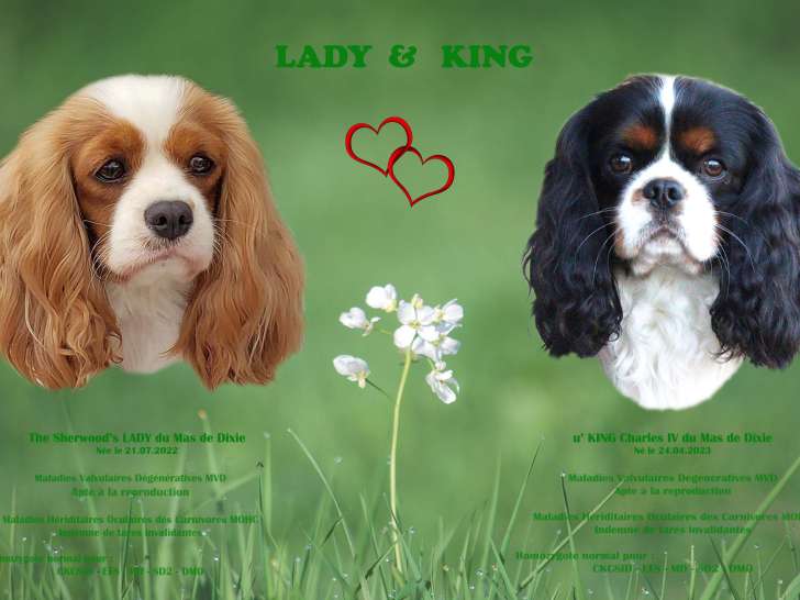 Chiots Cavalier King Charles tricolores à naître en août 2026