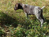 Trois chiots Chien d'Arrêt Allemand à Poil Dur mâles LOF à vendre