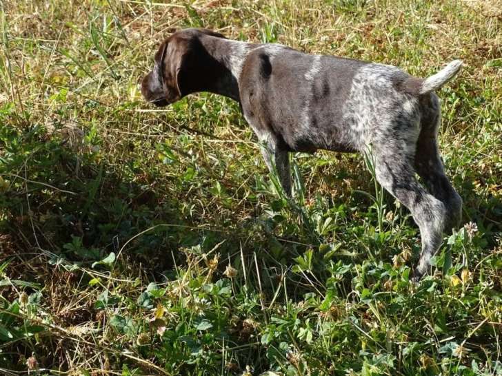 Trois chiots Chien d'Arrêt Allemand à Poil Dur mâles LOF à vendre