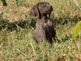 Trois chiots Chien d'Arrêt Allemand à Poil Dur mâles LOF à vendre